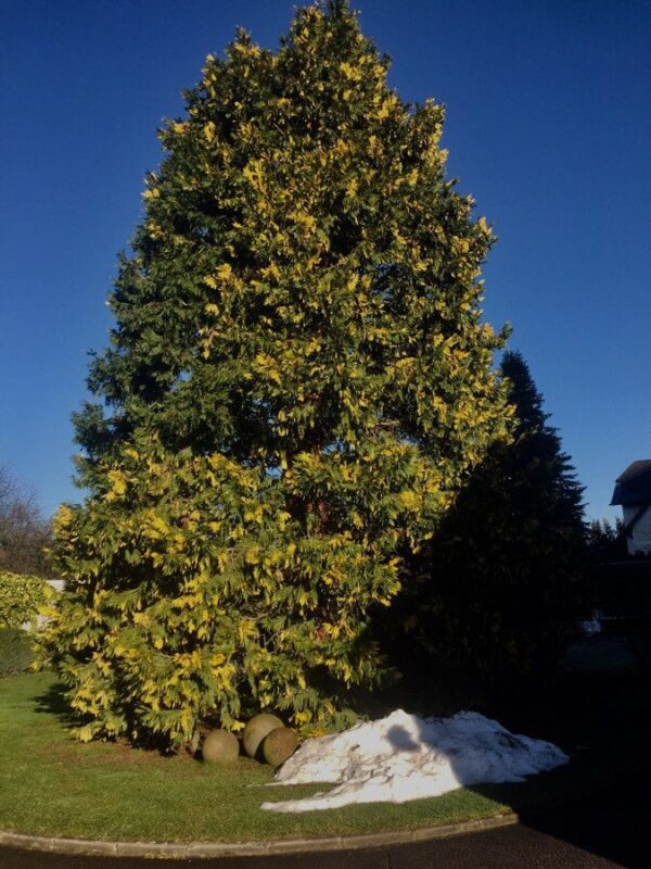 Libocedrus Aureo 10 LTS - Imagen 2