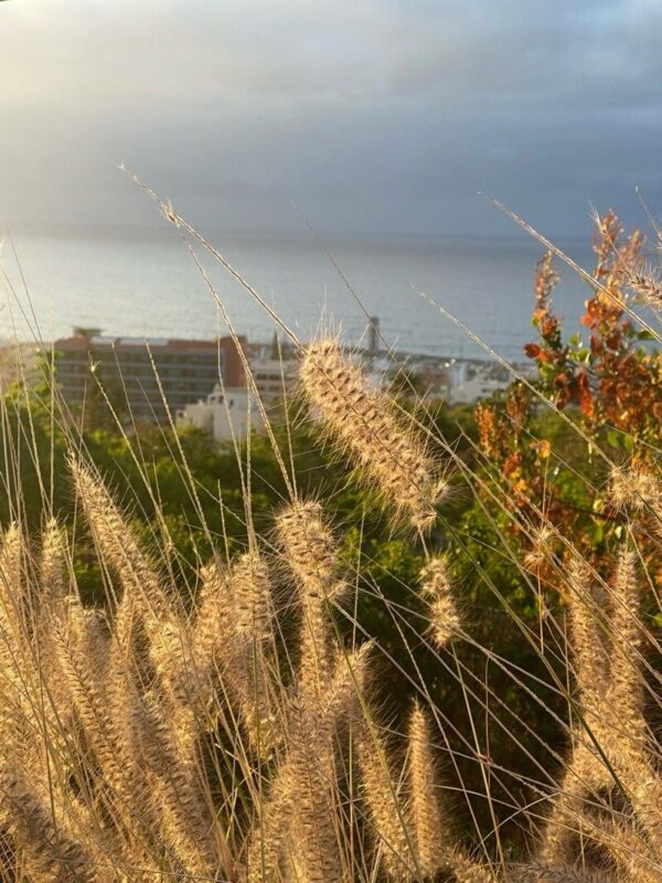 Cola de Zorro - Pennisetum rupelli 3 LTS - Imagen 4