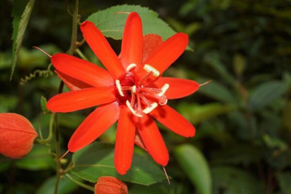 Passiflora Roja 4 LTS