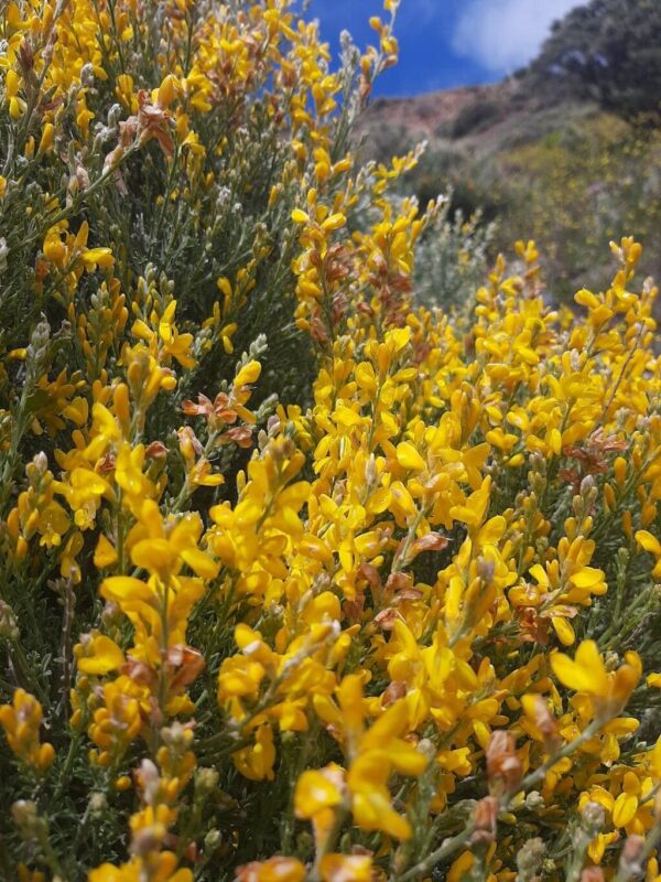 Retama amarilla - Teline microphylla