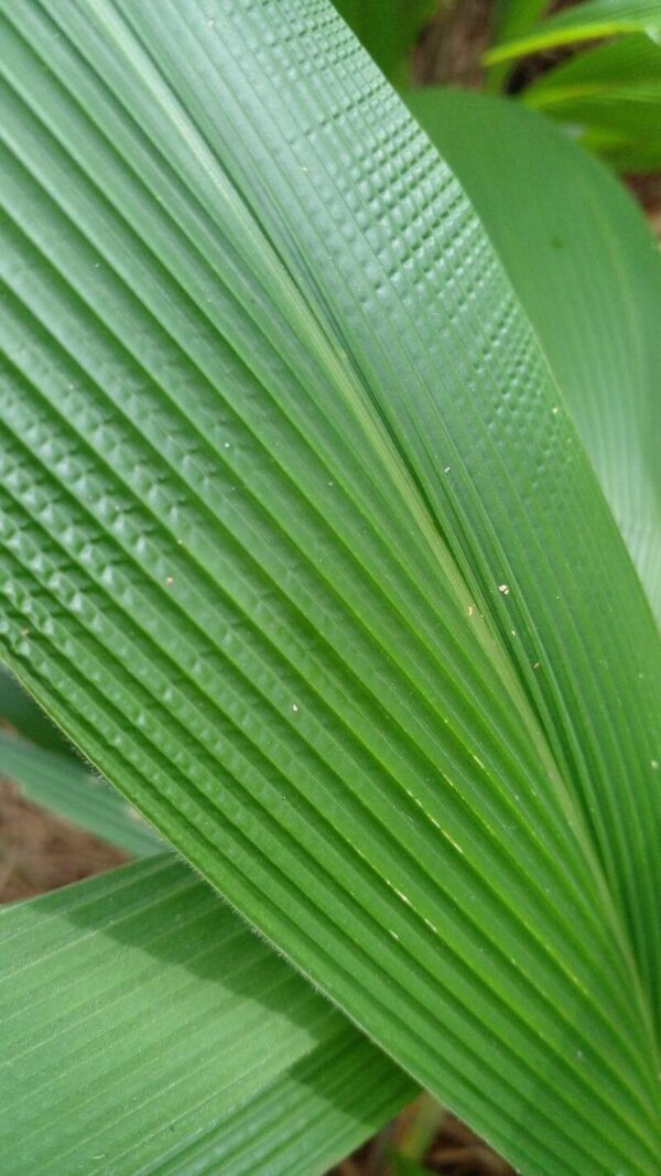 Pasto Palmera 3 LTS - Imagen 2