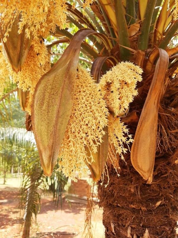 Phoenix Canariensis - Imagen 2