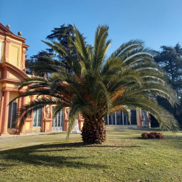 Phoenix Canariensis - Imagen 3