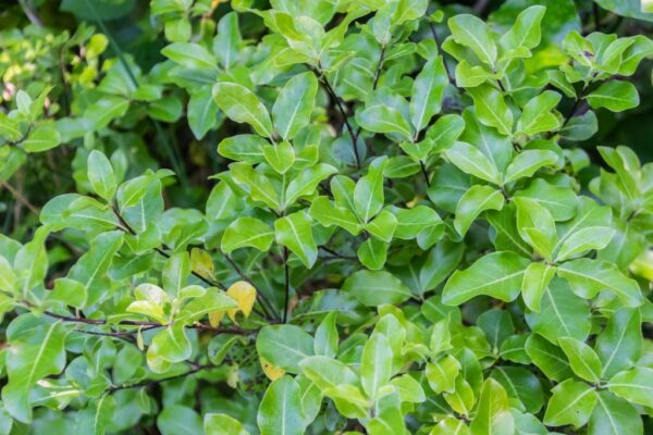 Pittosporum nigricans 4 LTS