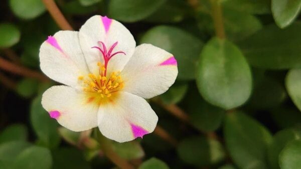 Portulaca