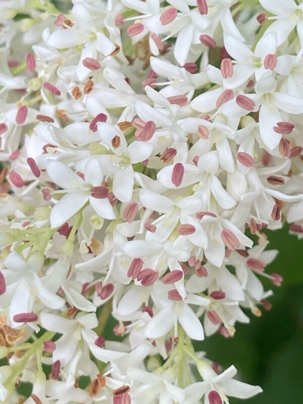 Ligustrina Amarilla - Ligustrum sinense aurea 3 LTS - Imagen 2