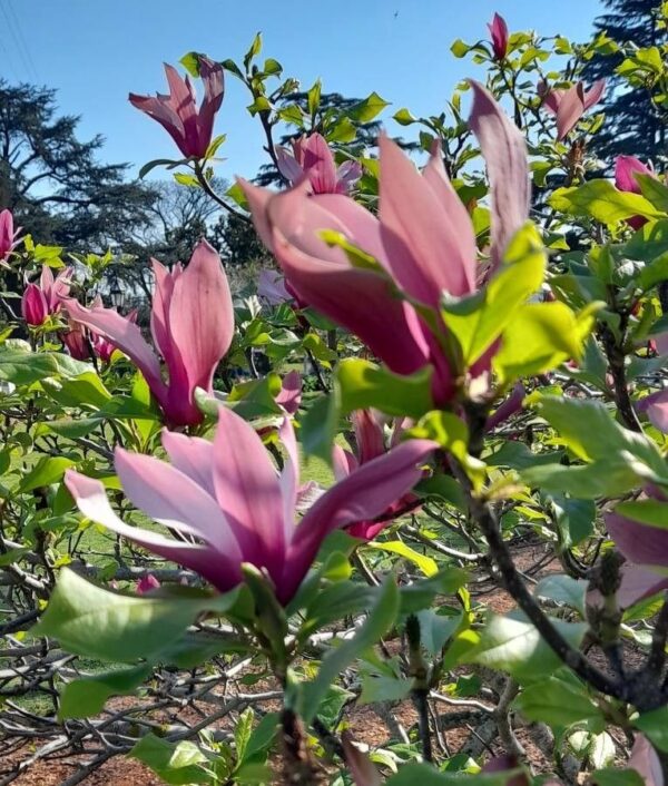 Magnolia Púrpura 3 LTS
