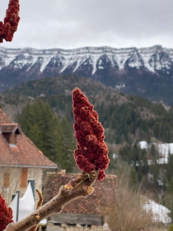 Rhuss typhina 10 LTS - Imagen 2
