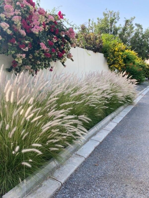 Cola de Zorro - Pennisetum rupelli 3 LTS