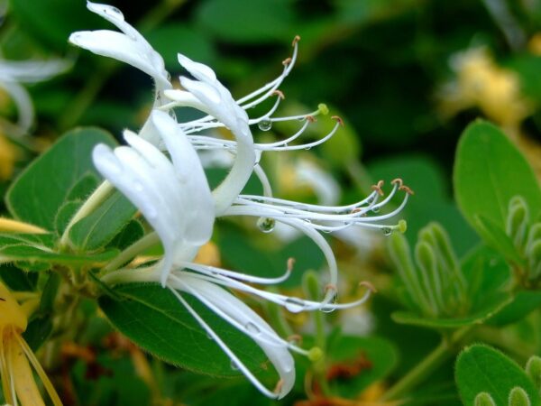 Lonicera - Madre Selva 4 LTS - Imagen 3