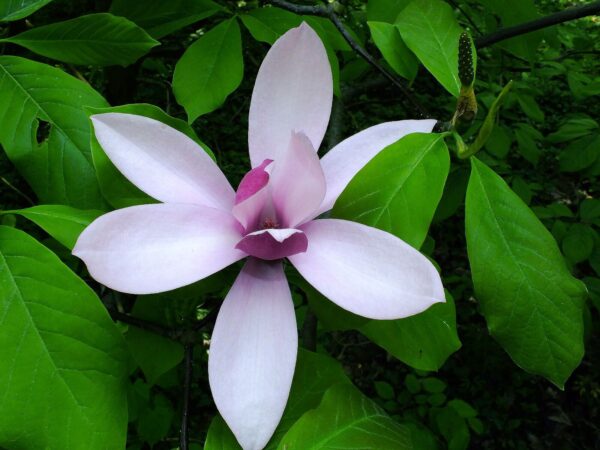 Magnolia Púrpura 3 LTS - Imagen 3