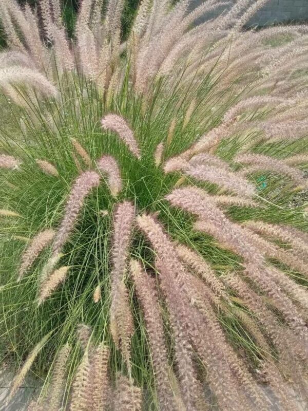 Cola de Zorro - Pennisetum rupelli 3 LTS - Imagen 3