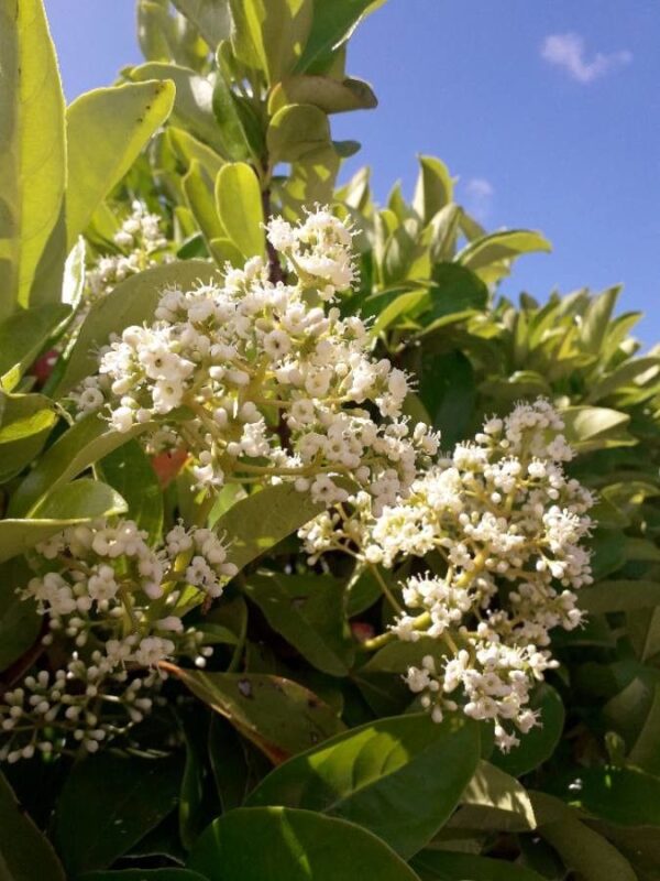 Olea texana amarilla - Ligustrum texanum aurea 4 LTS