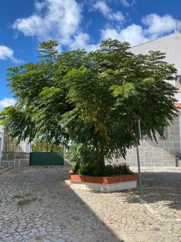 Paraíso Sombrilla 10 LTS - Imagen 3