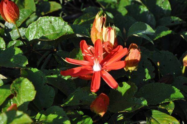 Passiflora Roja 4 LTS - Imagen 3