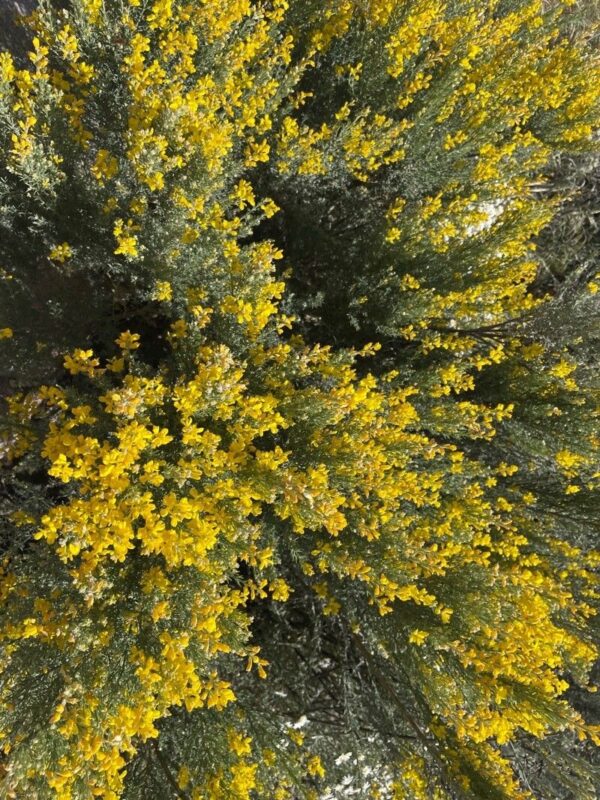 Retama amarilla - Teline microphylla - Imagen 2
