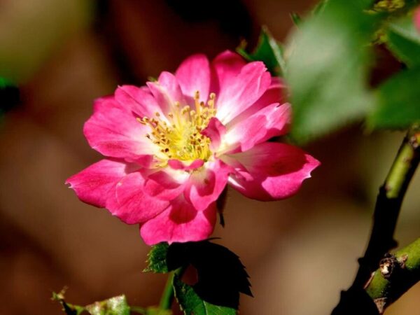 Rosa Pendula 15 LTS