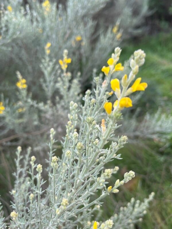 Retama amarilla - Teline microphylla - Imagen 3