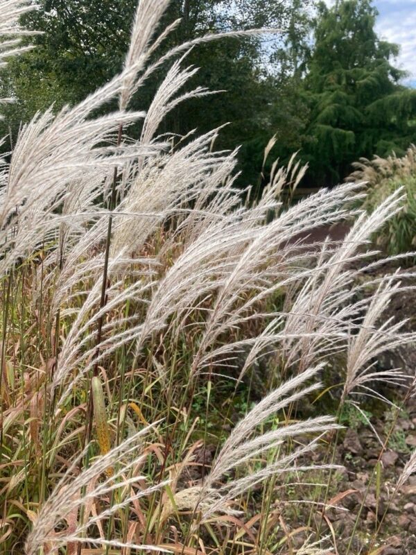 Miscanthus 3 LTS