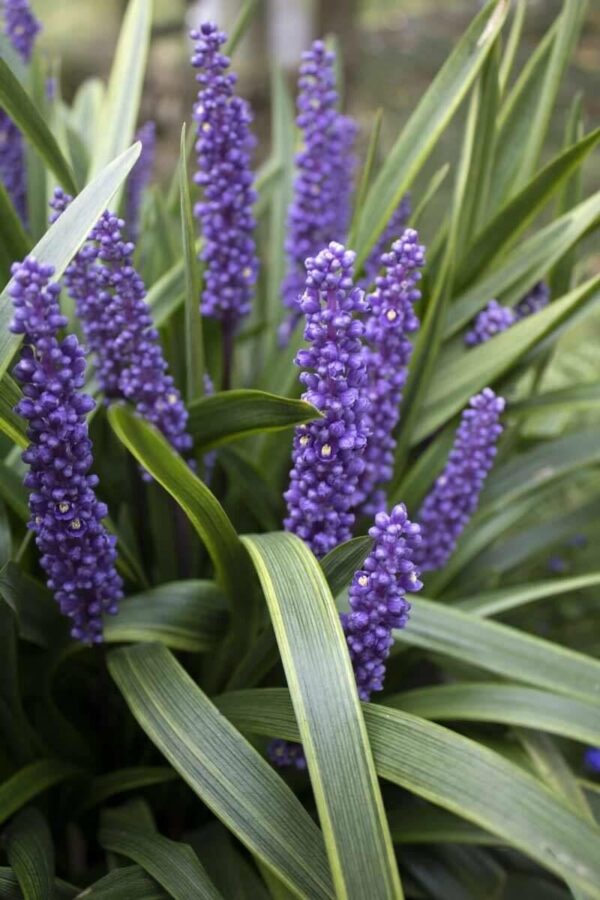Liriope Aureo/Rubra/Verde 1 LTS