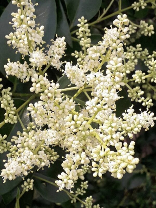 Ligustrina Hoja Ancha - Ligustrum lucidum 3 LTS