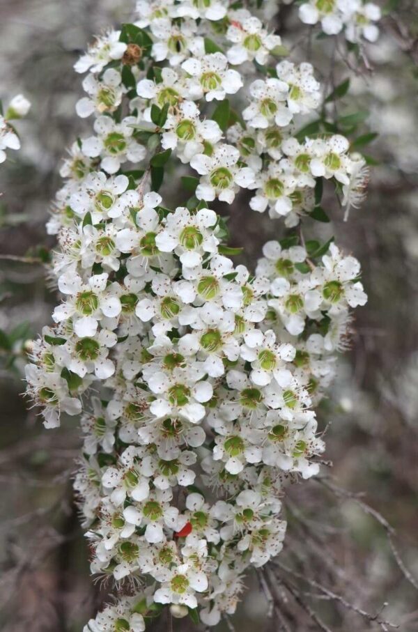 Leptospermum 4 LTS
