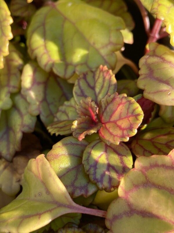 Planta del Dinero - Plectranthus 3 LTS