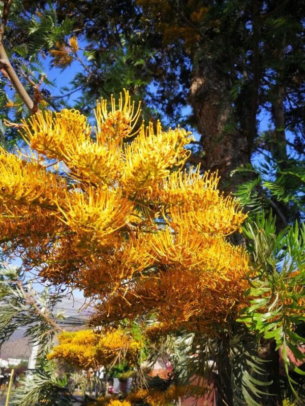 Roble australiano - Gravillea robusta