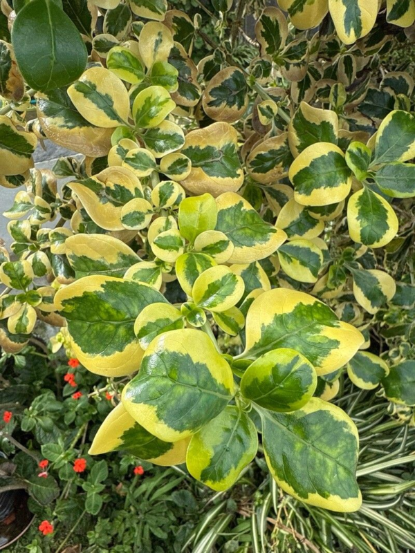 Coprosma 3 LTS