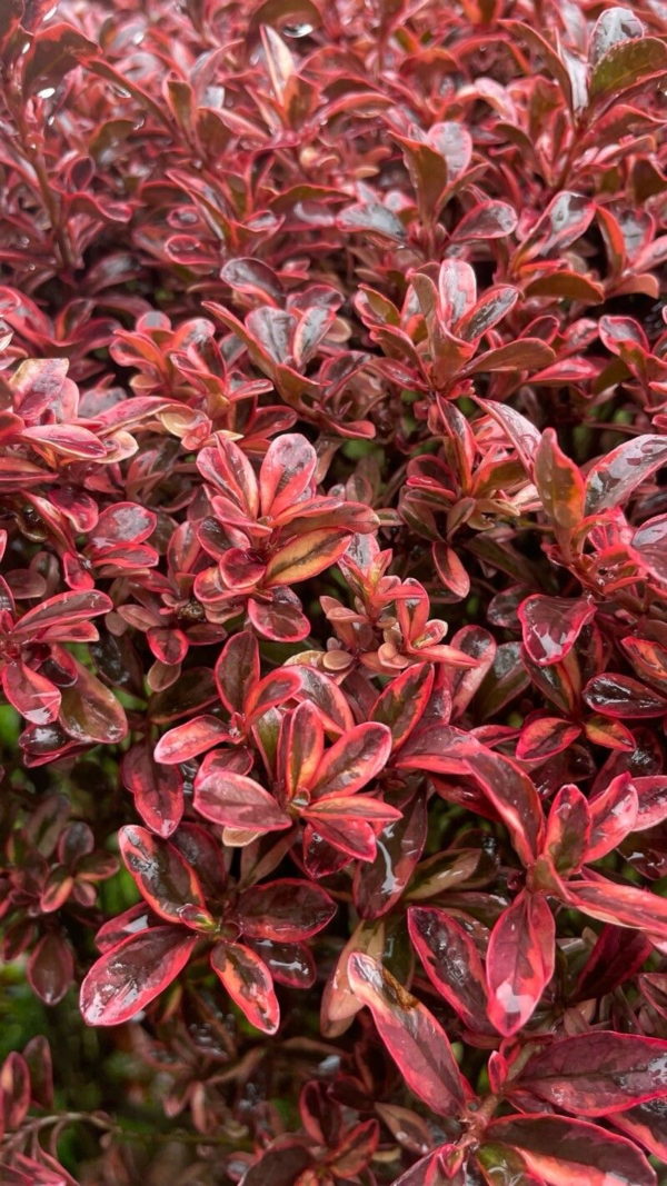 Coprosma 3 LTS - Imagen 2