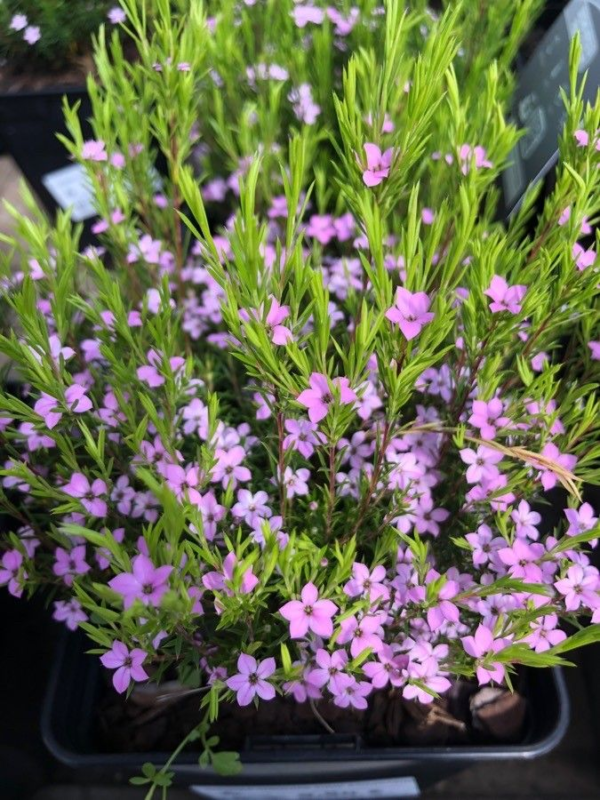 Diosma 3 LTS - Imagen 2
