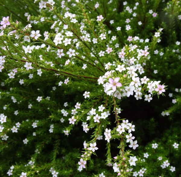 Diosma 3 LTS