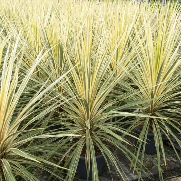 Dracena Verde - Cordyline australis 8 LTS