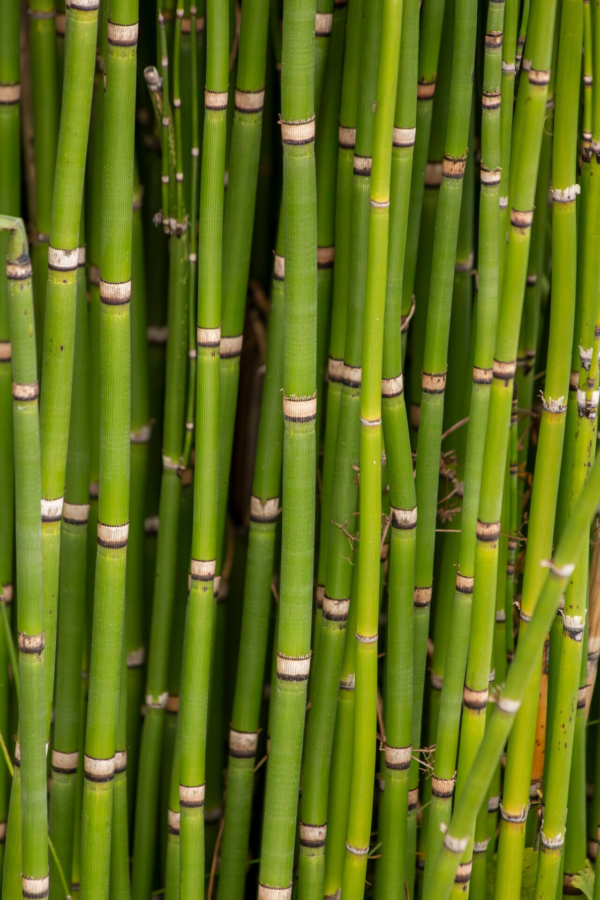Equisetum 4 LTS