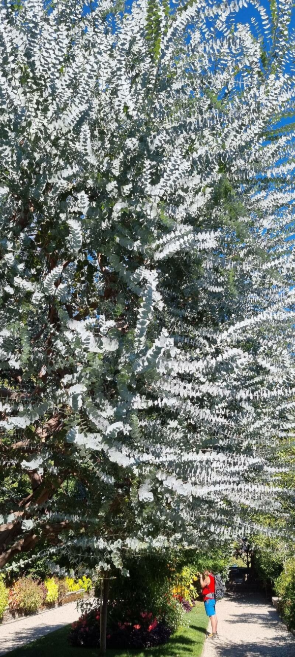 Eucalyptus Cinerea