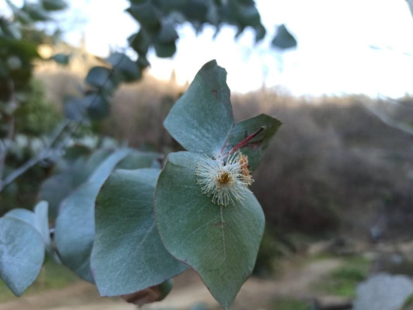 Eucalyptus Cinerea - Imagen 2