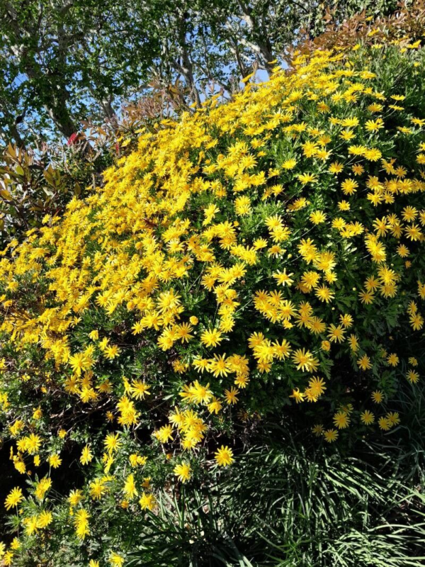 Euryops 4 LTS - Imagen 2