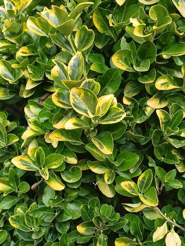 Euonymus 4 LTS