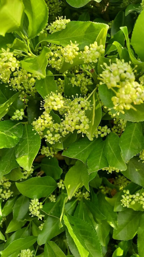 Euonymus 4 LTS - Imagen 2