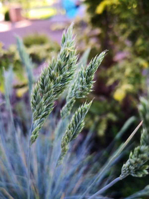 Festuca 3 LTS