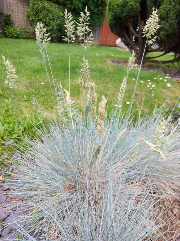 Festuca 3 LTS - Imagen 2