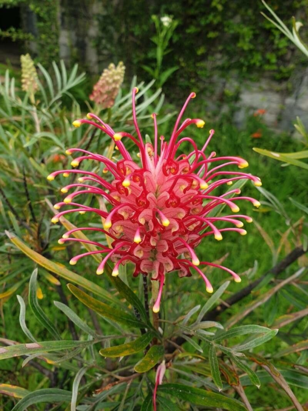 Grevillea banksii 3 LTS