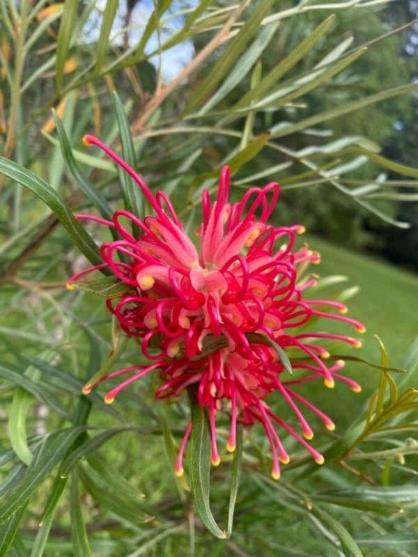 Grevillea banksii 3 LTS - Imagen 2