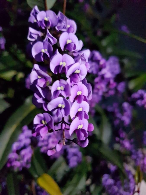 Hardenbergia 4 LTS
