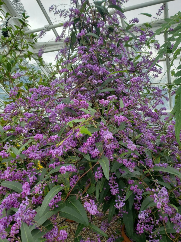 Hardenbergia 4 LTS - Imagen 2