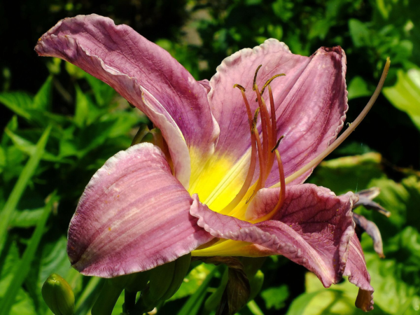 Hemerocallis 3 LTS
