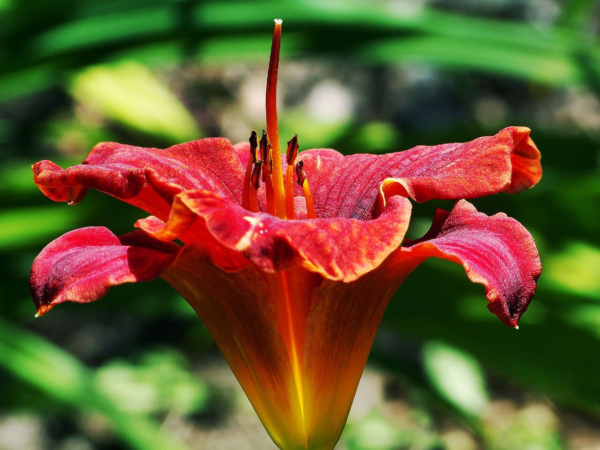 Hemerocallis 3 LTS - Imagen 2