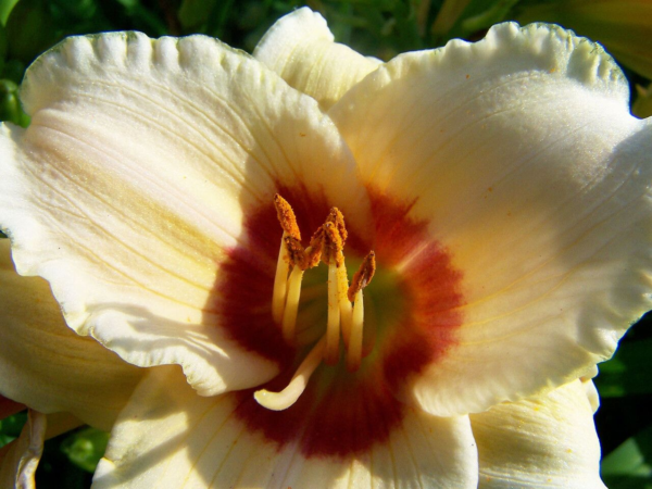 Hemerocallis 3 LTS - Imagen 3