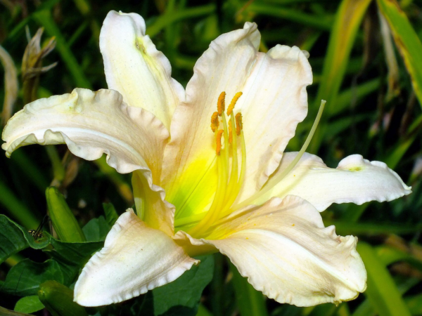 Hemerocallis 3 LTS - Imagen 4