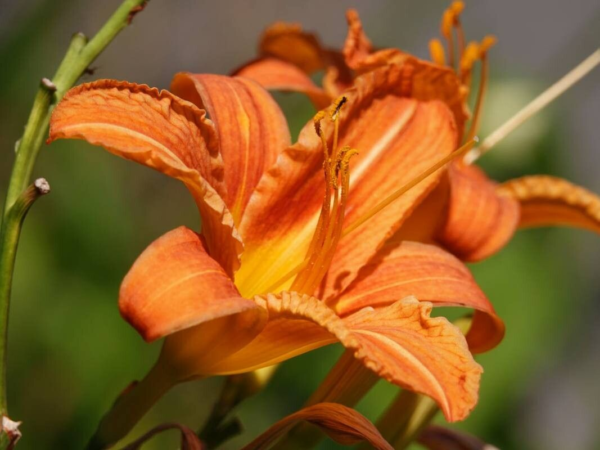 Hemerocallis 3 LTS - Imagen 5